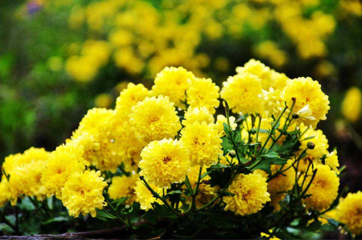 黄菊花的花语及黄菊花代表什么